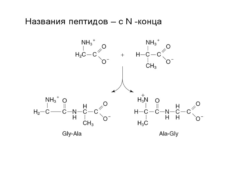 Названия пептидов – с N -конца